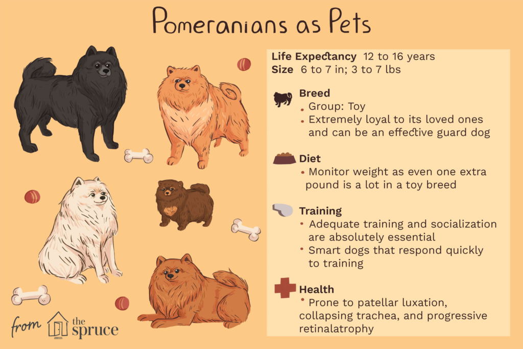 Pomeranian's History