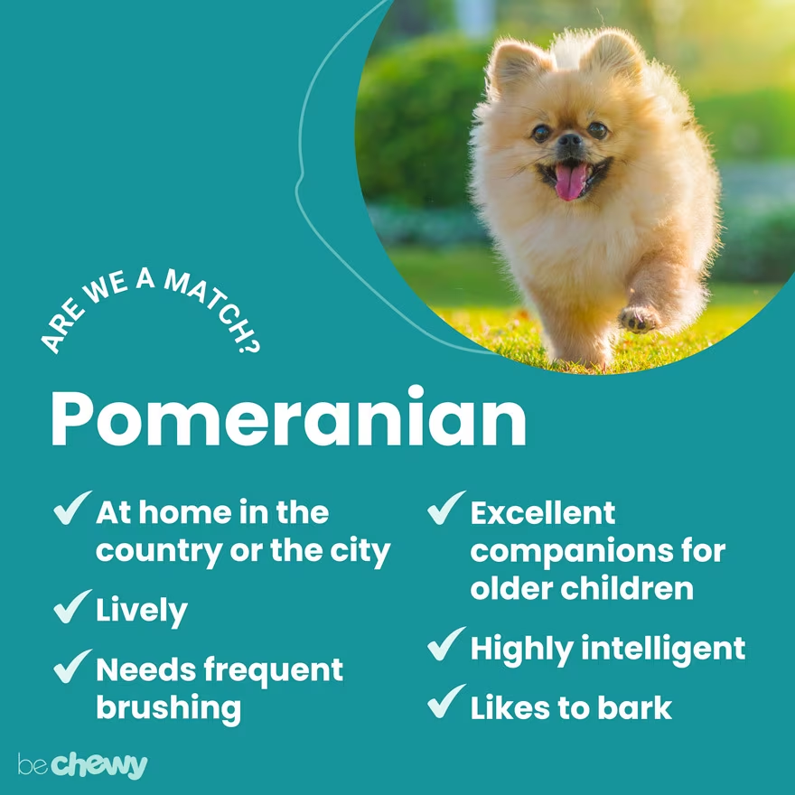 Personality of Pomeranian