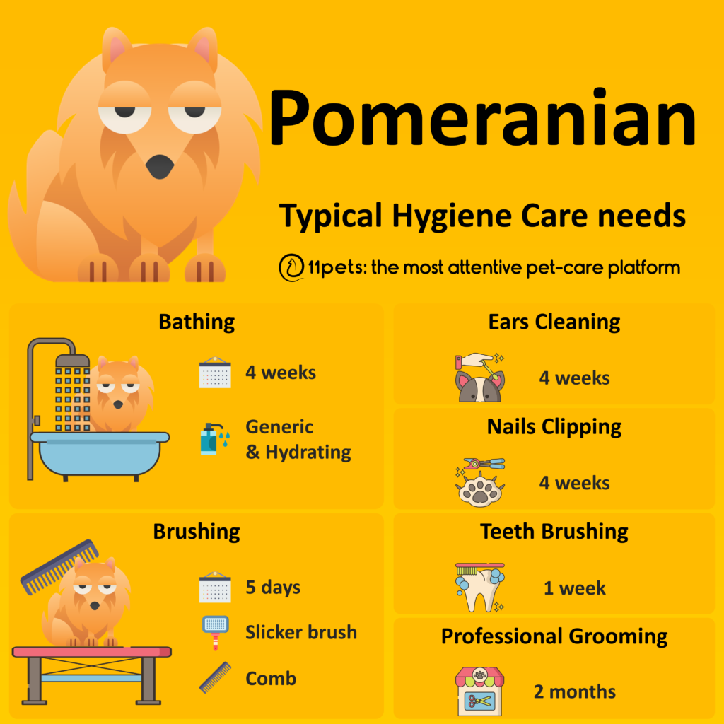 Caring for Pomeranians 